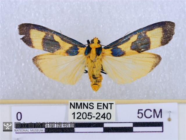 閃光苔蛾藏品圖，第1張