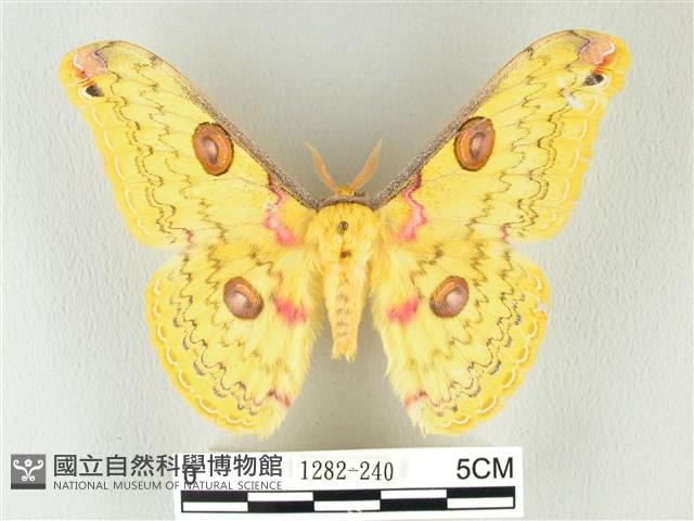 黃豹天蠶蛾藏品圖，第1張