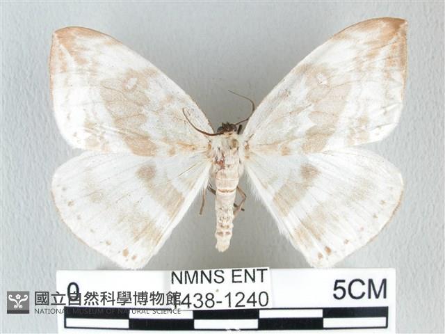 圓翅大鉤蛾藏品圖，第1張