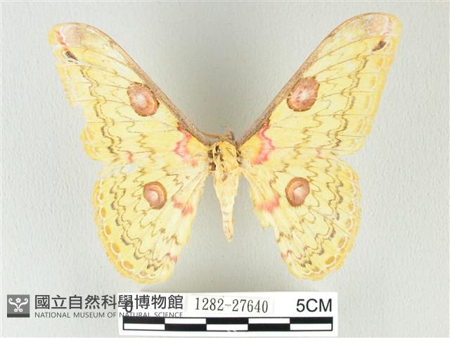 黃豹天蠶蛾藏品圖，第1張