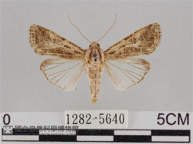 斜紋夜盜蛾藏品圖，第1張