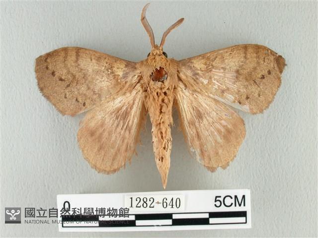 波紋枯葉蛾藏品圖，第1張
