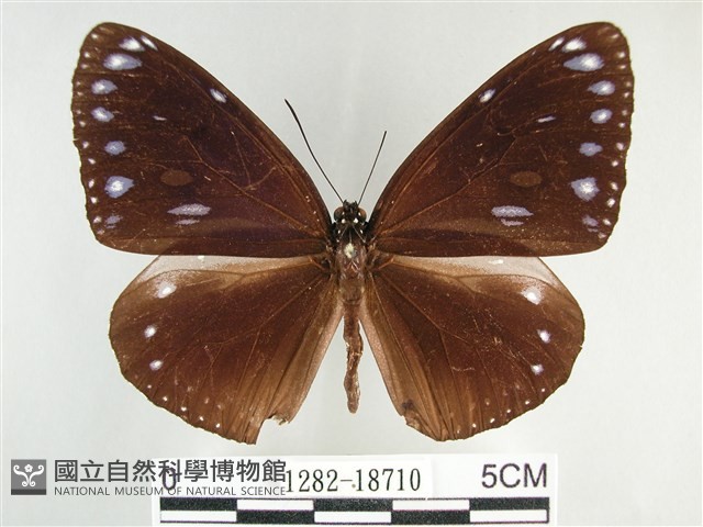 圓翅紫斑蝶藏品圖，第1張