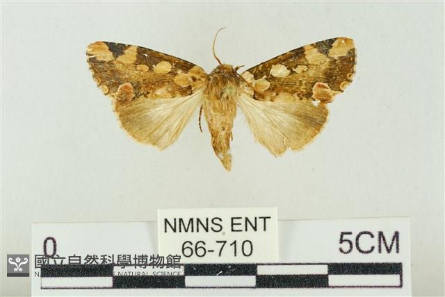 連珠波紋蛾藏品圖，第1張