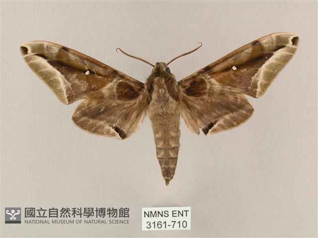 白點天蛾 藏品圖，第1張