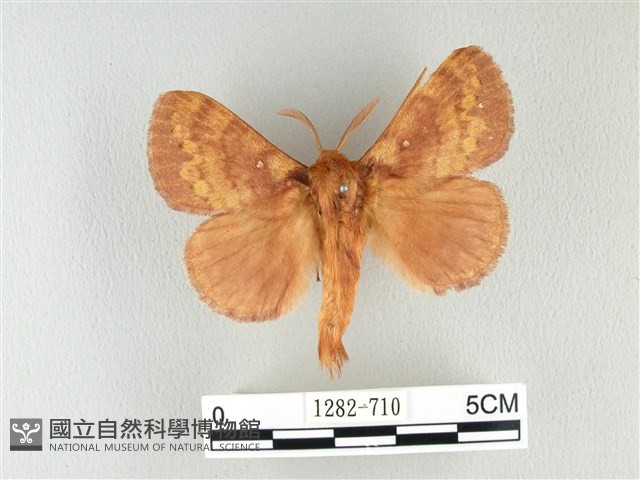 波紋枯葉蛾藏品圖，第1張