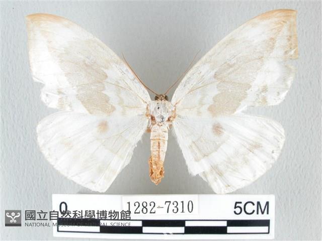 圓翅大鉤蛾藏品圖，第1張