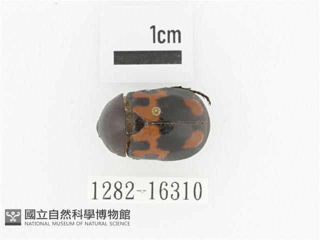 斑翅四齒金龜藏品圖，第1張