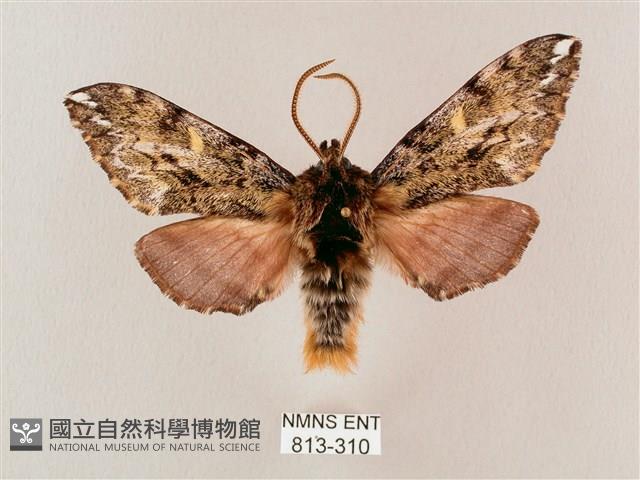 井上氏絨毛天蛾藏品圖，第1張