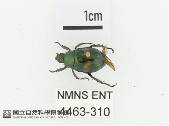 橫紋青銅金龜藏品圖，第1張