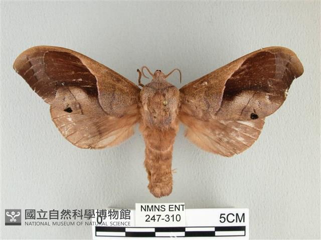 大褐斑枯葉蛾藏品圖，第1張