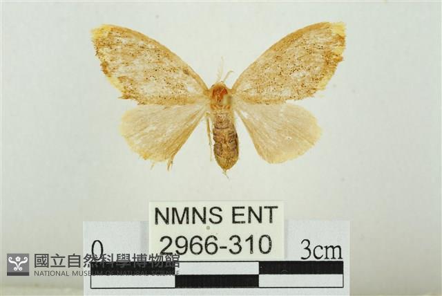 黑翅黃毒蛾藏品圖，第1張