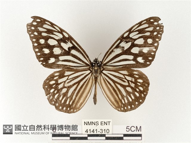 旖斑蝶藏品圖，第1張