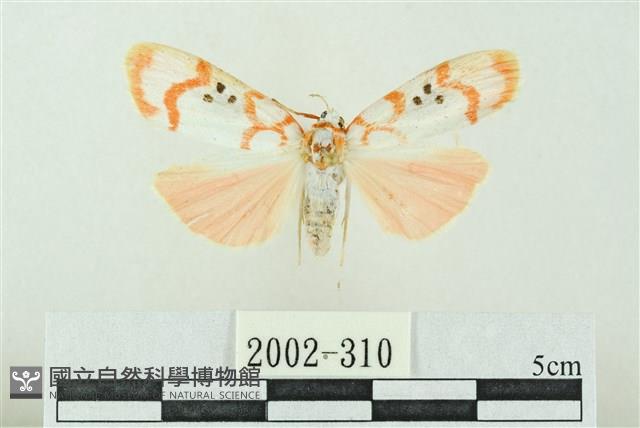 臺雪苔蛾藏品圖，第1張