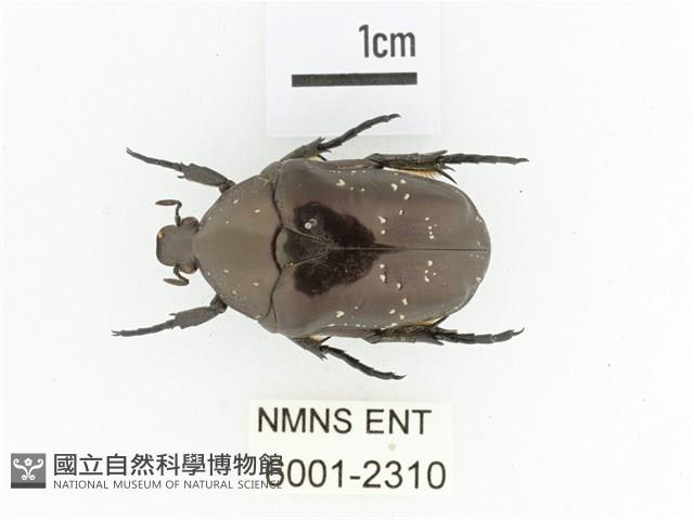 銅艷白點花金龜藏品圖，第1張