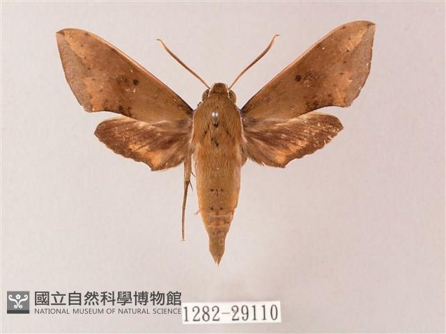 臺灣白肩天蛾藏品圖，第1張