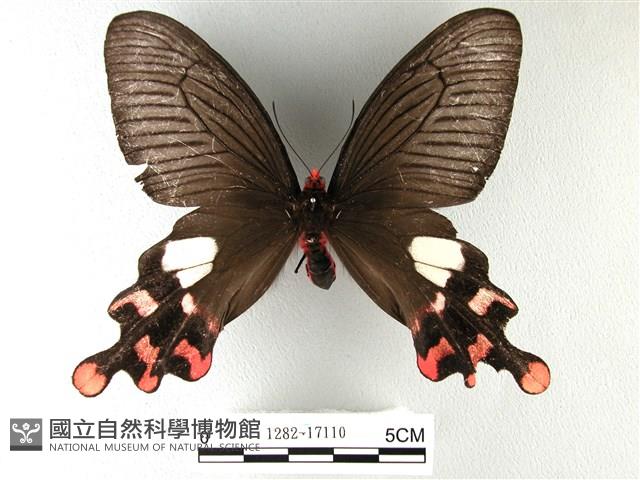 多姿麝鳳蝶藏品圖，第1張