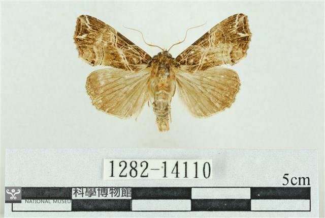 粉紅帶散紋夜蛾藏品圖，第1張