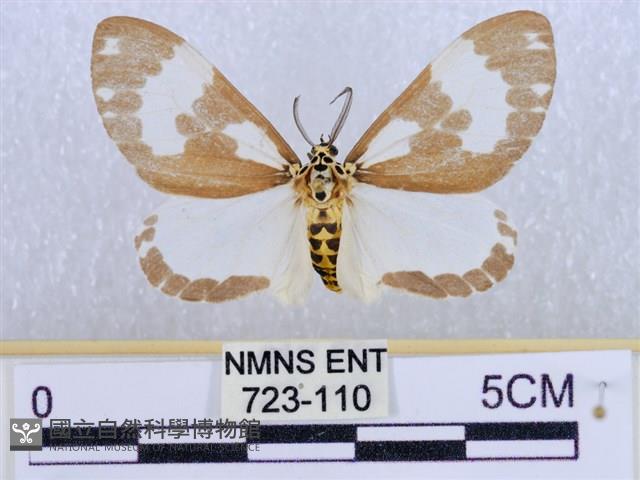 後凸蝶燈蛾藏品圖，第1張