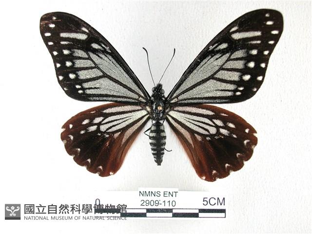 斑鳳蝶藏品圖，第1張