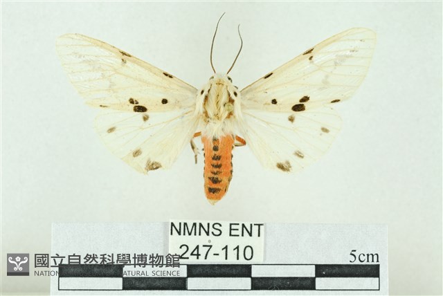 菊池污燈蛾藏品圖，第1張