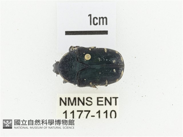 綠島小綠花金龜藏品圖，第1張