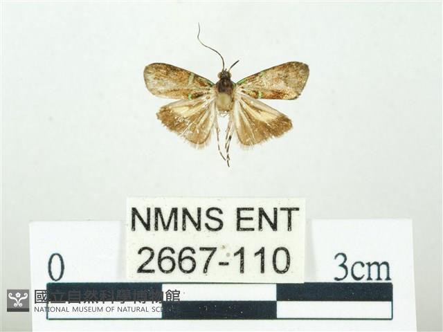 叉紋閃舞蛾藏品圖，第1張