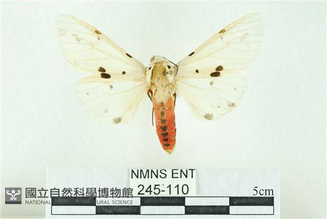 菊池污燈蛾藏品圖，第1張