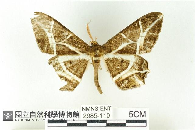 樹形尺蛾藏品圖，第1張