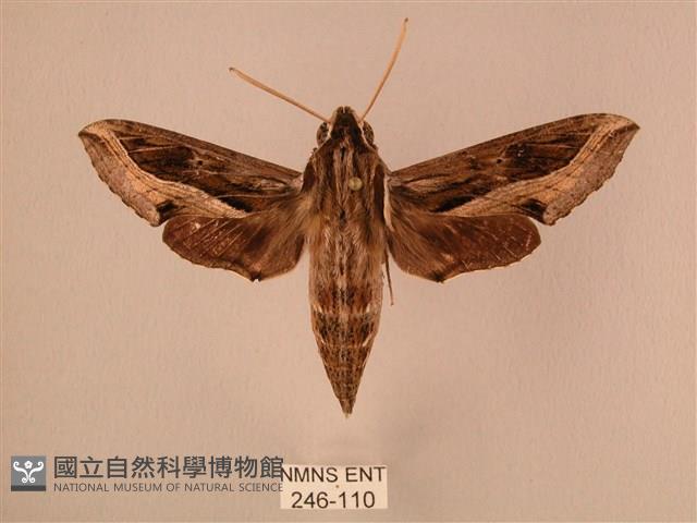 斜線天蛾藏品圖，第1張
