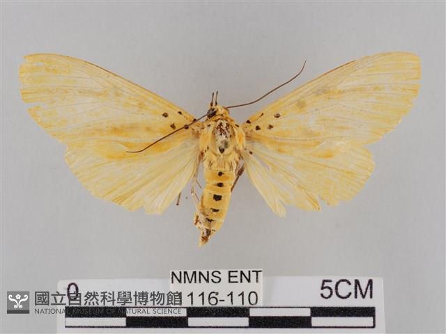 橙擬燈蛾藏品圖，第1張