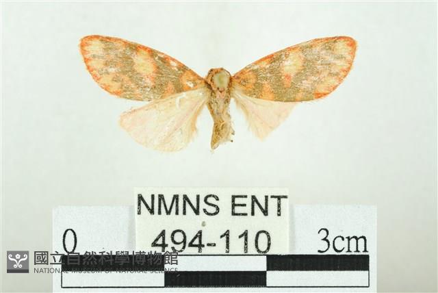 三色豔苔蛾藏品圖，第1張