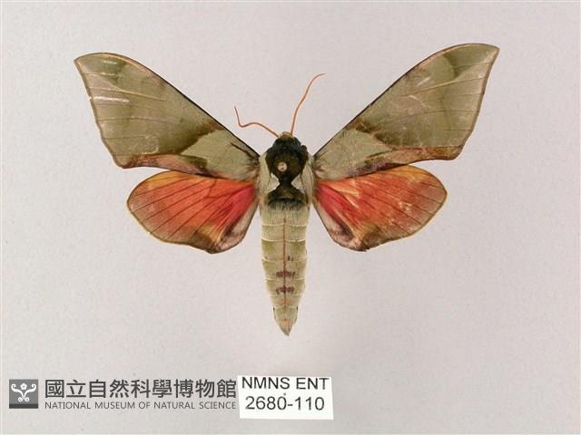 榆綠天蛾藏品圖，第1張