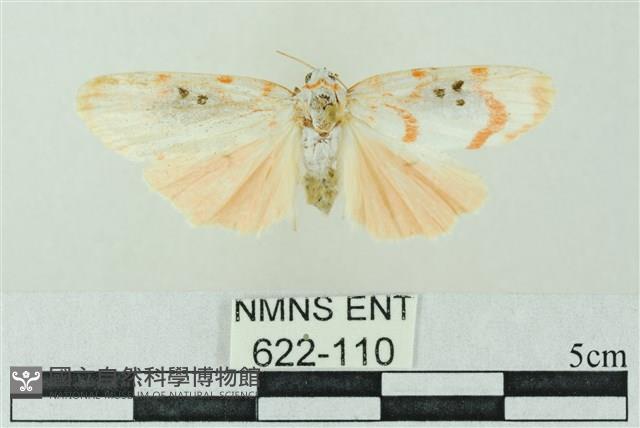 臺雪苔蛾藏品圖，第1張