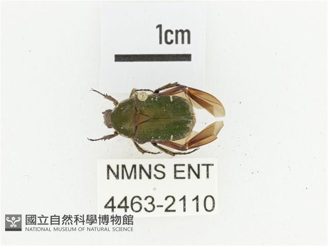 臺灣小綠花金龜藏品圖，第1張