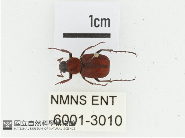 血紅虎斑花金龜藏品圖，第1張