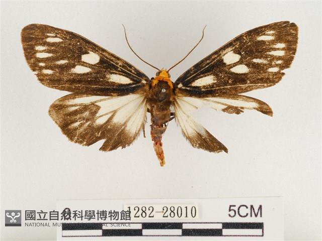 巨網燈蛾藏品圖，第1張