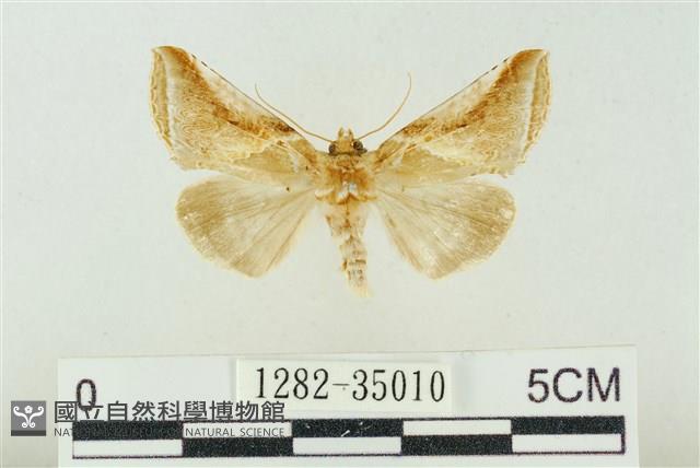 印華波紋蛾藏品圖，第1張
