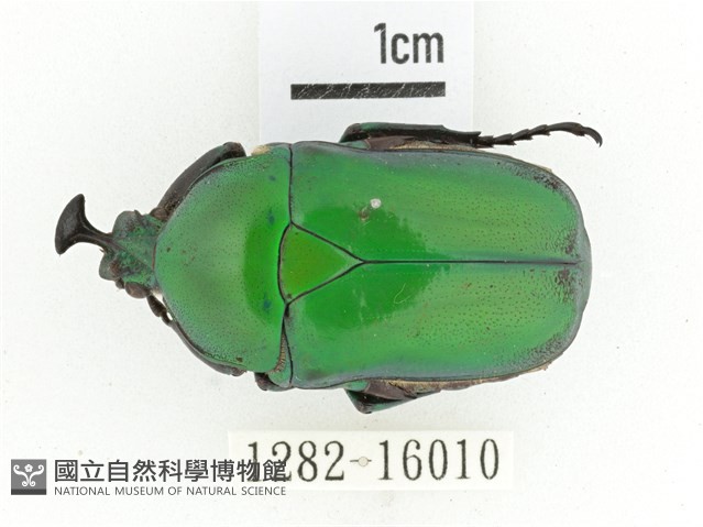 臺灣扇角金龜藏品圖，第1張