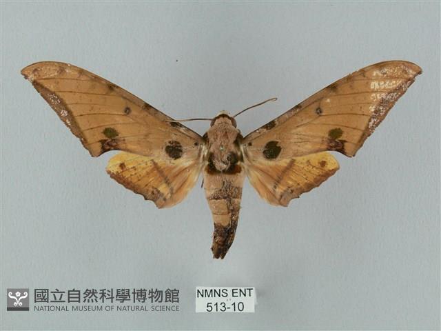 裂斑鷹翅天蛾藏品圖，第1張