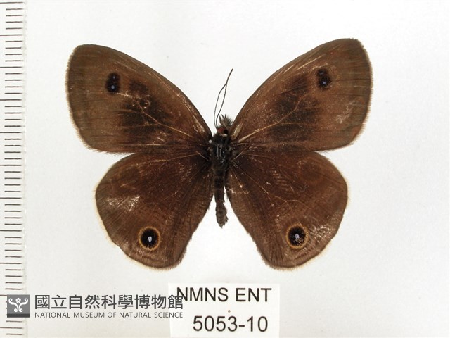 白帶波眼蝶藏品圖，第1張