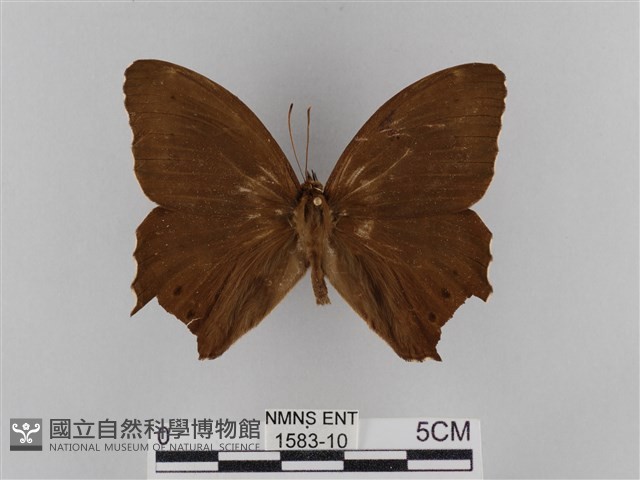 褐翅蔭眼蝶藏品圖，第1張