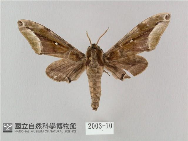 白點天蛾 藏品圖，第1張