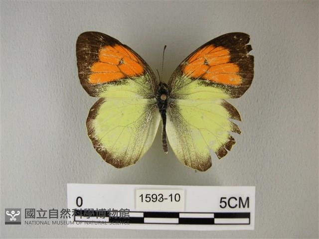 異粉蝶、雌白黃蝶藏品圖，第1張