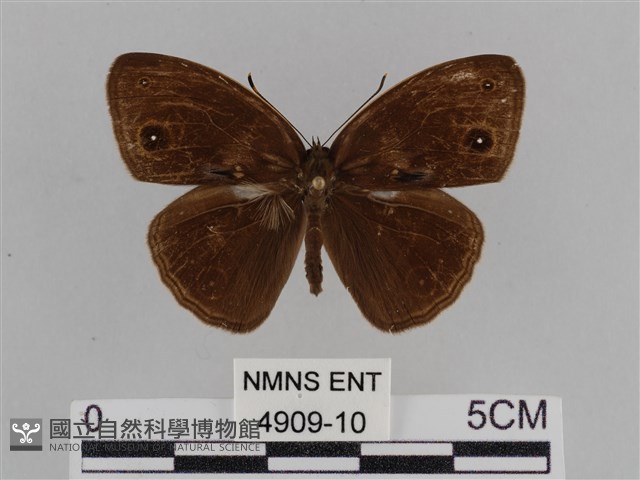 紫帶眉眼蝶藏品圖，第1張