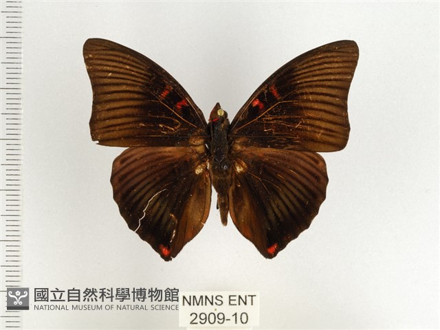 紅玉翠蛺蝶藏品圖，第1張