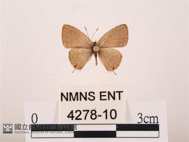 Accession Number:004278-00010 Collection Image, Figure 1, Total 3 Figures