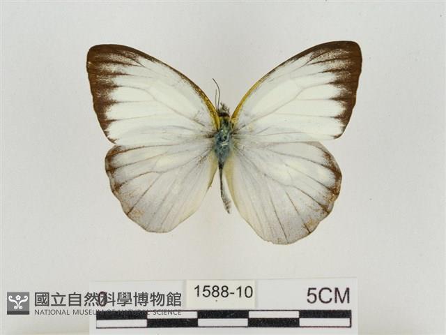 淡褐脈粉蝶藏品圖，第1張