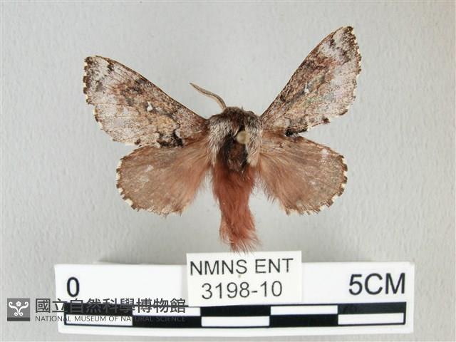 銀肩枯葉蛾藏品圖，第1張