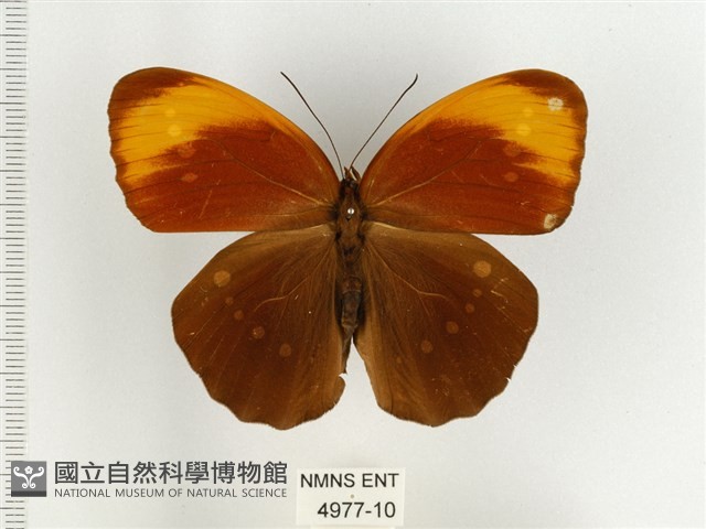 串珠環蝶藏品圖，第1張